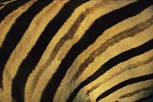 白氏斑马,斑马,特写,条纹,禁猎区,南非