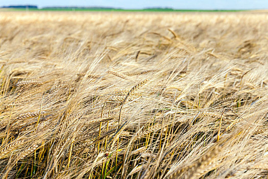 小麦,耕作,地点