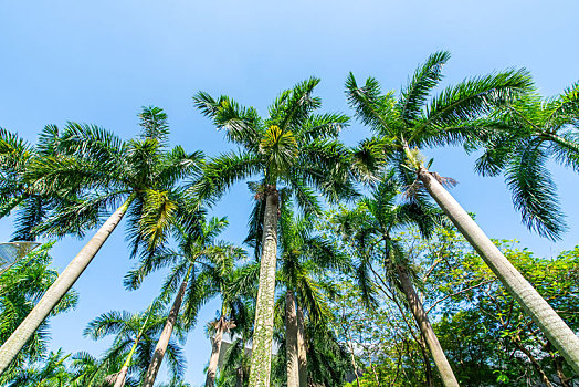 仰拍绿色的椰子树