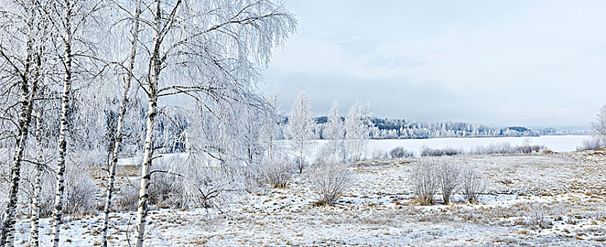 冬季风景,树