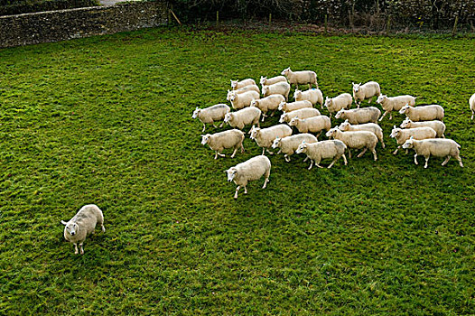 羊群,跟随,一个,绵羊
