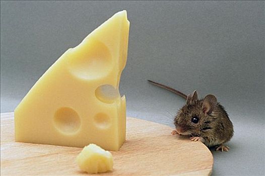 老鼠,吃,瑞士乳酪