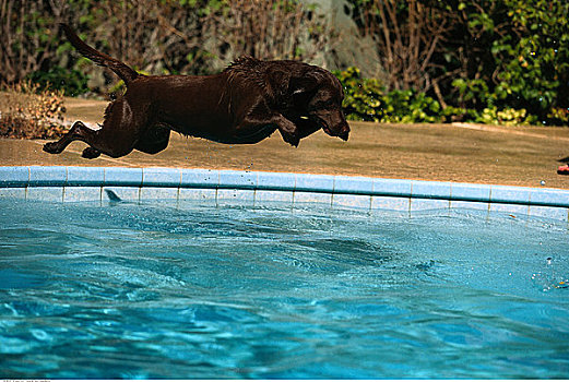 巧克力拉布拉多犬,跳跃,游泳池