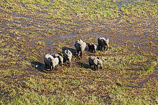 非洲象,饲养,牧群,漫游,淡水,湿地,航拍,奥卡万戈三角洲,博茨瓦纳,非洲