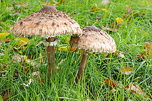 伞状蘑菇,高环柄菇,蘑菇,草地,秋天