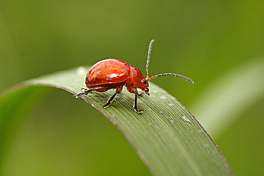 小甲虫