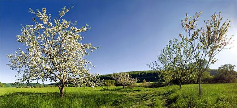 苹果树,开花,靠近,山谷,自然公园,巴伐利亚,德国,欧洲