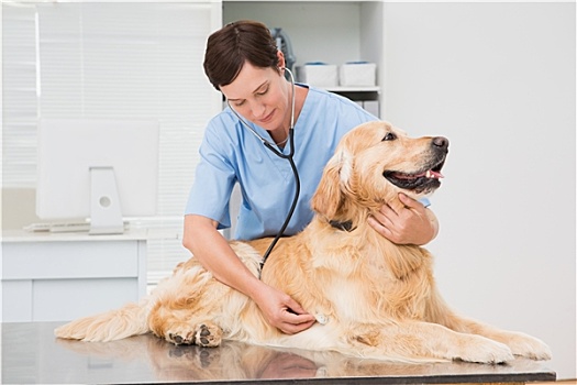 兽医,检查,可爱,狗,听诊器