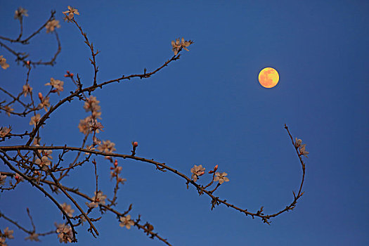 花好月圆夜