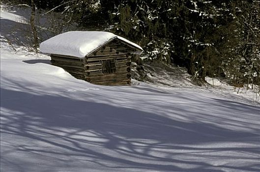 积雪,边缘,树林,靠近,奥伯斯多夫,巴伐利亚,德国