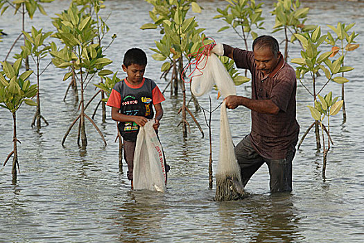 一个,男人,捕鱼,儿子,养鱼场,乡村,印度尼西亚