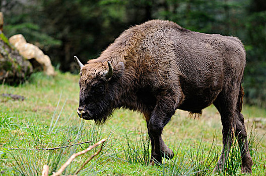 侧视图,欧洲野牛,北美野牛野牛属,巴伐利亚森林国家公园,巴伐利亚,德国