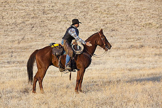 牛仔,骑马,干燥,草地