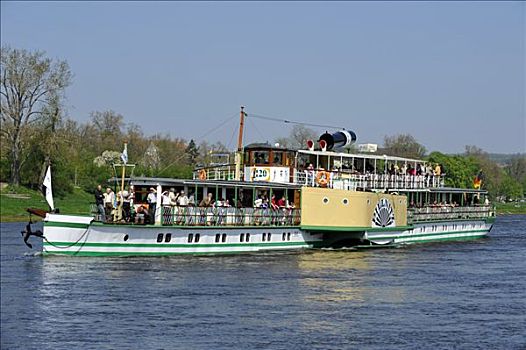 划船,汽船,萨克森,船队,易北河,靠近,德累斯顿,德国,欧洲
