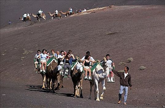 骆驼,驼队,哺乳动物,游客,兰索罗特岛,加纳利群岛,西班牙,欧洲