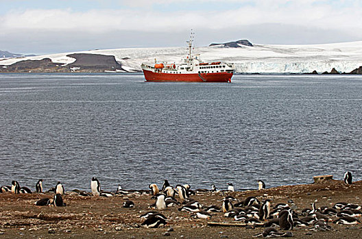 巴布亚企鹅,企鹅,正面,南极,船,岛屿,南设得兰群岛