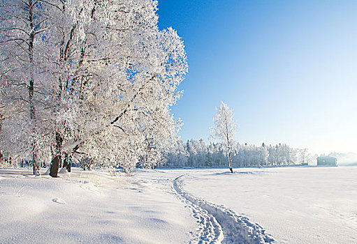 冬天,公园,雪中