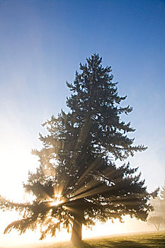 树,阳光,威拉梅特谷,俄勒冈,美国