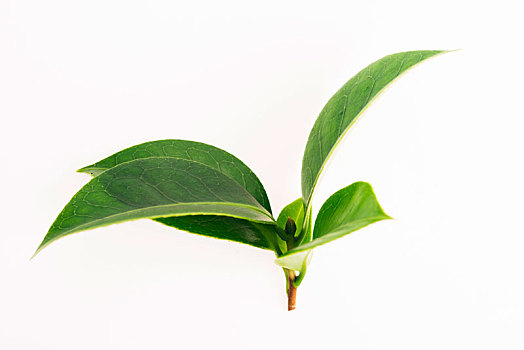绿茶茶叶,隔绝,白色背景,背景