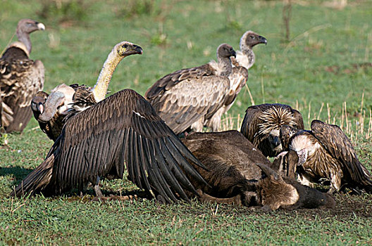 秃鹰,吃,角马,马赛马拉国家保护区,肯尼亚