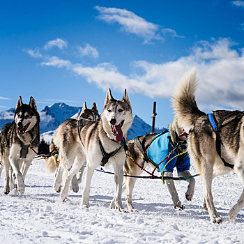 雪橇,狗,速度,比赛