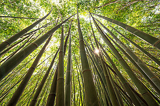 竹林