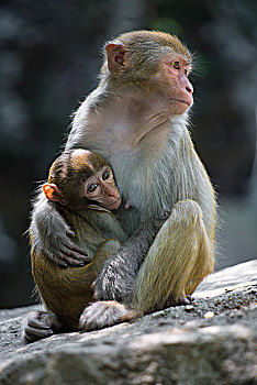 有爱的猴子