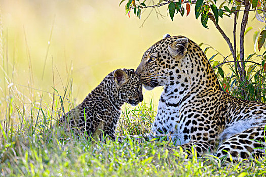 豹,女性,搂抱,幼兽,马赛马拉国家保护区,肯尼亚,非洲