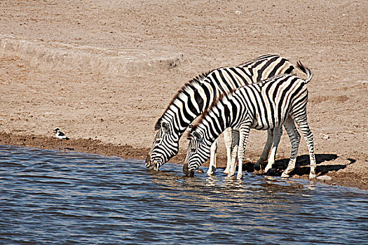 纳米比亚,埃托沙国家公园,两个,斑马,饮料,水坑