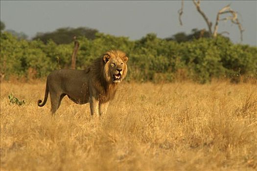 狮子,博茨瓦纳,非洲