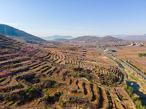 沂蒙山区百万亩桃花盛开