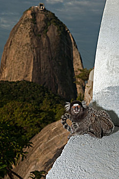 普通,建筑,面包山,里约热内卢,巴西