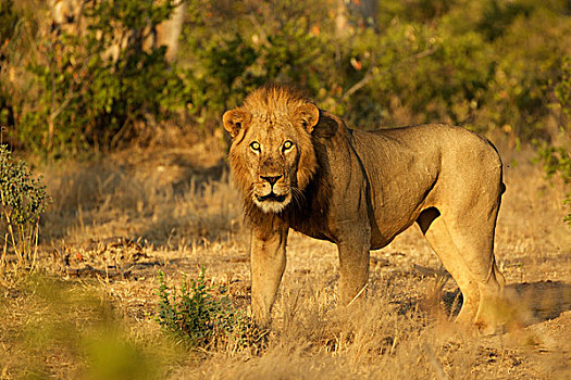 男性,头像,狮子,国家公园,津巴布韦