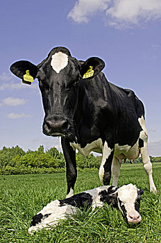 家牛,黑白花牛,弗里斯兰奶牛,母牛,诞生,幼兽,卧,地点,卡莱尔,坎布里亚,英格兰,欧洲