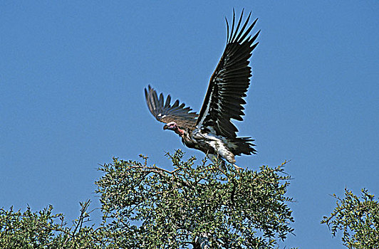 肉垂秃鹫,起飞,树,马赛马拉,公园,肯尼亚