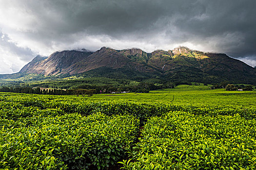 茶,不动产,攀升,马拉维,非洲