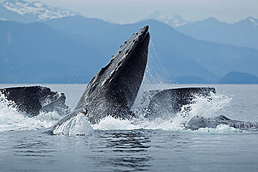 美国,阿拉斯加,特写,驼背鲸,大翅鲸属,水
