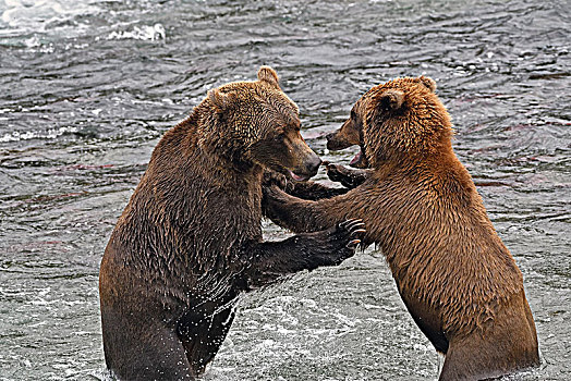 两个,棕熊,站在水中,布鲁克斯河,卡特麦国家公园,阿拉斯加,美国,北美