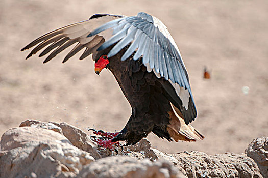 短尾鹰,降落,卡拉哈迪大羚羊国家公园,北角,南非,非洲