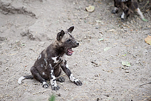 非洲野狗,非洲野犬属,五个,星期,老,幼仔,哈欠,北方,博茨瓦纳
