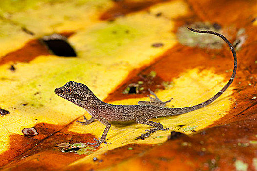 蜥蜴,河,国家公园,亚马逊河,厄瓜多尔