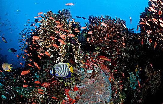 珊瑚礁,刺蝶鱼,科莫多,印度洋,印度尼西亚