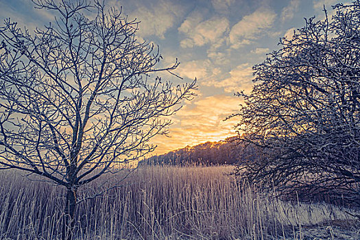 乡村,冬季风景,树,日出