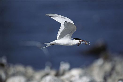 飞,鸟嘴,科特兹海,北下加利福尼亚州,墨西哥