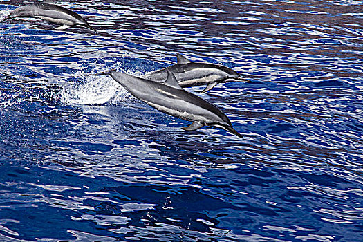 夏威夷,鱼群,海豚,跳跃,空气
