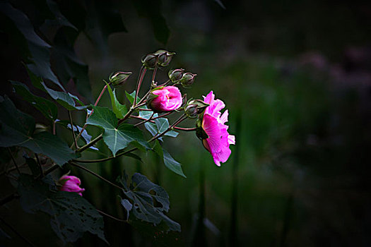 美丽的芙蓉花,木芙蓉,拒霜花,木莲,地芙蓉,华木