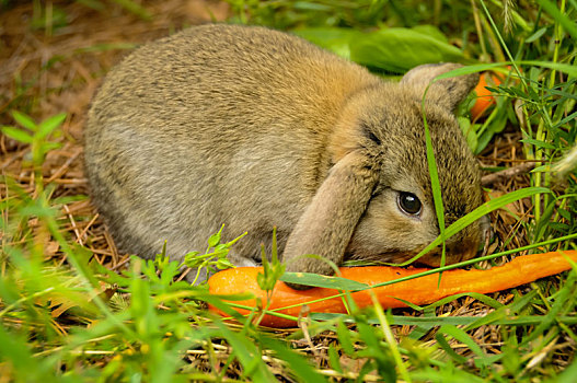 兔子,吃,胡萝卜