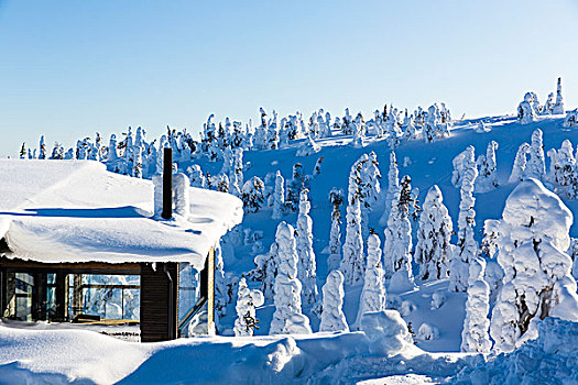 积雪,云杉,木房子,滑雪,区域,拉普兰,芬兰
