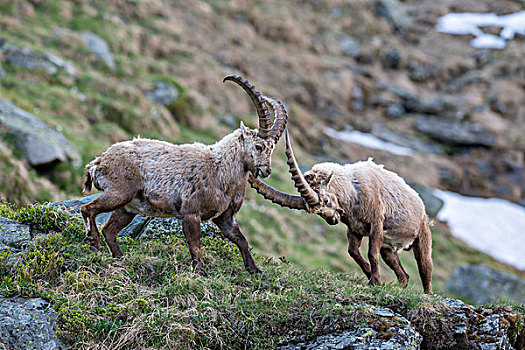 阿尔卑斯野山羊,羱羊,北山羊,争斗,高,陶安,国家公园,卡林西亚,奥地利,欧洲
