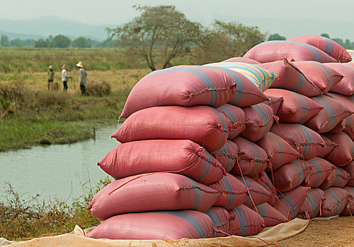 稻米,包,等待,运输,柬埔寨,东南亚,亚洲